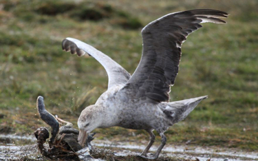 Dania: 90 proc. martwych ptaków miało w żołądkach plastik