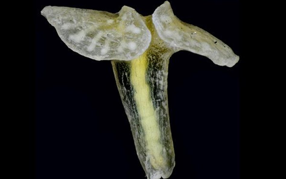 Nieznane wcześniej zwierzę wyglądem przypomina grzyby.