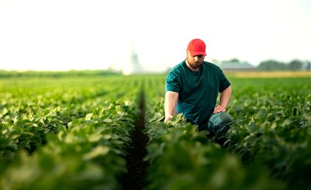 Czy farmerzy boleśnie odczują chiński cios?