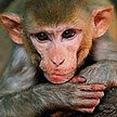 Badania makaków pomogą neurologom