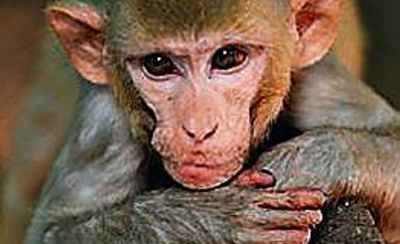 Badania makaków pomogą neurologom