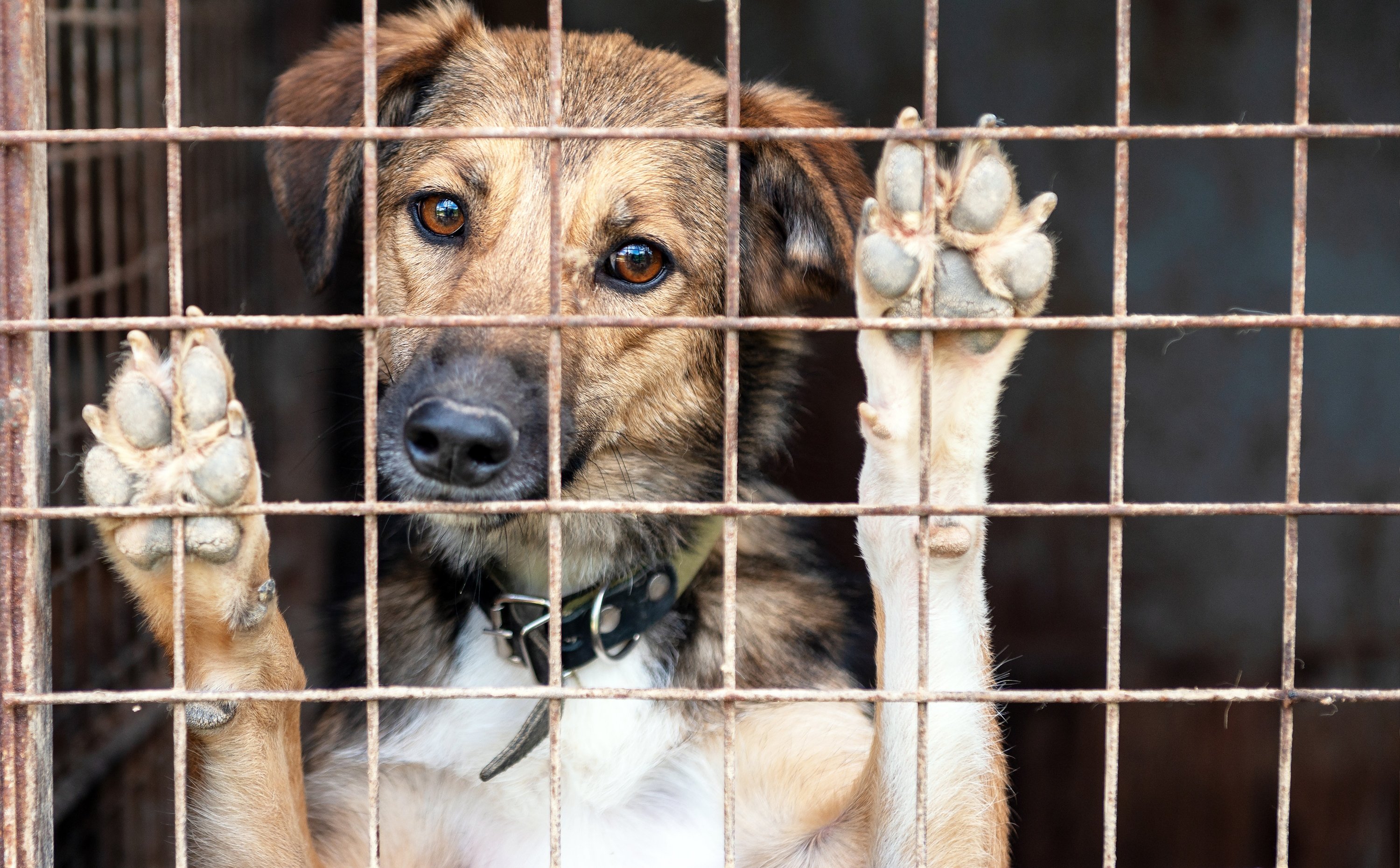 Czy prowadzenie schroniska dla bezdomnych zwierząt podlega VAT?
