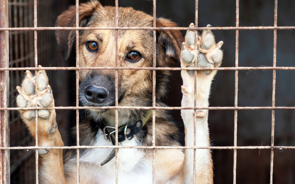 "Chwilowa" adopcja daje psom nadzieję, że oto wreszcie znalazły nowy dom i troskliwego opiekuna.