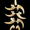 Szpony bielika miały tworzyć neandertalską ozdobę / Luka Mjeda/„PloS One”