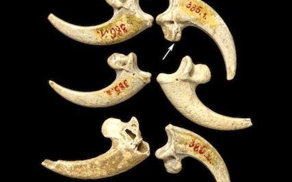 Szpony bielika miały tworzyć neandertalską ozdobę / Luka Mjeda/„PloS One”