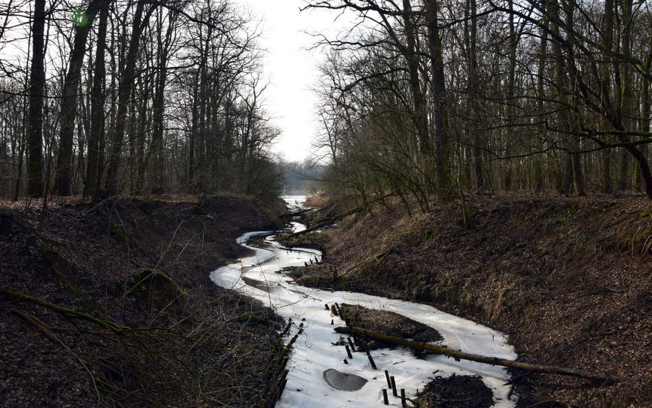 Ekolodzy chcą objęcia ochroną 26 miejsc na terenie miasta