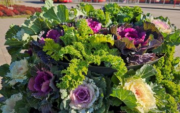 W tym roku ZOM posadził 11 tysięcy jesiennych roślin na dziewięciu pętlach autobusowych i tramwajowy