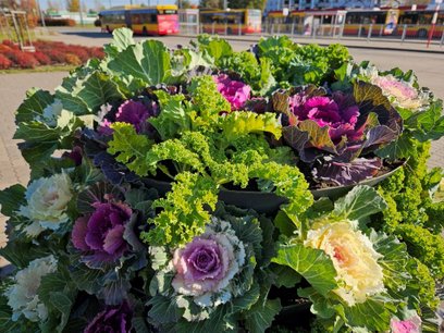 W tym roku ZOM posadził 11 tysięcy jesiennych roślin na dziewięciu pętlach autobusowych i tramwajowy