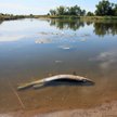 Ryby zdychają w Odrze. Nie wiadomo dlaczego. Inspektorzy szukają przyczyny