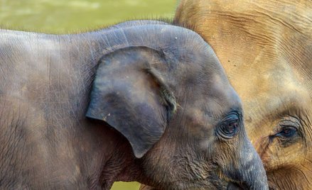 Nietypowa groźba kraju w Afryce pod adresem Niemiec. "Wyślemy wam słonie"
