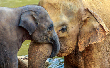 Sri Lanka. Plastik dziesiątkuje dzikie słonie