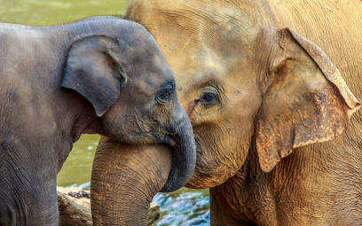 Sri Lanka. Plastik dziesiątkuje dzikie słonie
