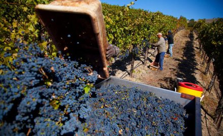 Caudalie: światowa terapia skóry winem