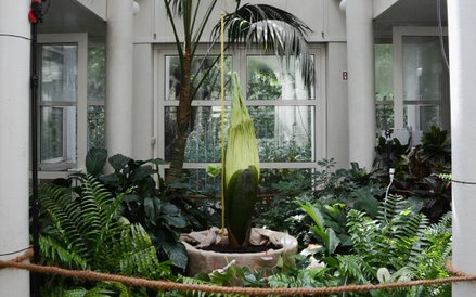 Dziwdło olbrzymie zajmuje eksponowane miejsce w szklarni Ogrdu Botanicznego w Alejach Ujazdowskich