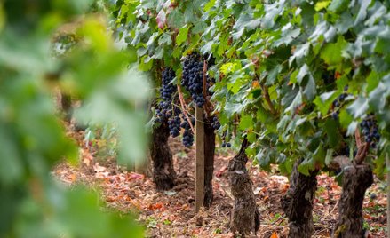 Przez kilkanaście lat chińskie firmy przejęły wiele znanych winnic z Bordeaux, najbardziej prestiżow