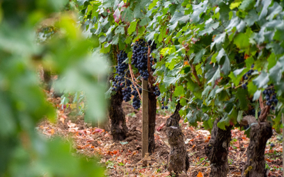 Bordeaux to największy region winiarski we Francji, a także jeden z najbardziej prestiżowych.