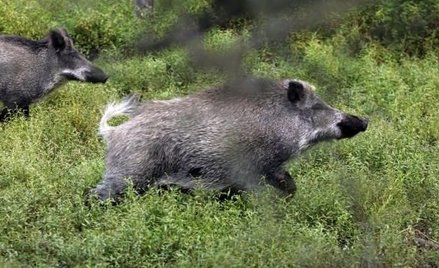 Główny Lekarz Weterynarii walczy z burzą wokół odstrzału dzików
