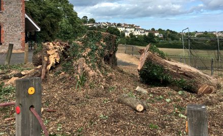 Nie ma już dębu, który dawał schronienie Agacie Christie
