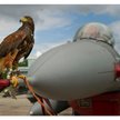 Jastrząb siedzący na samolocie F-16 w czasie Air Show w Radomiu w 2013 r.
