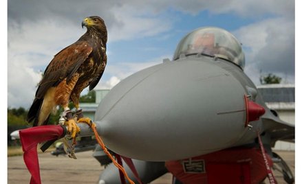 Jastrząb siedzący na samolocie F-16 w czasie Air Show w Radomiu w 2013 r.