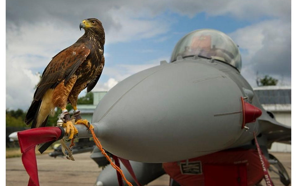 Jastrząb siedzący na samolocie F-16 w czasie Air Show w Radomiu w 2013 r.