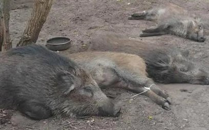 Przy Stępińskiej zastosowano odłów z uśmierceniem przy użyciu aplikatora pneumatycznego, umożliwiają