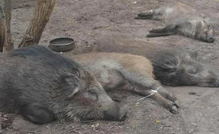 Przy Stępińskiej zastosowano odłów z uśmierceniem przy użyciu aplikatora pneumatycznego, umożliwiają