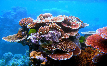 Wielka rafa koralowa u ujścia Amazonki