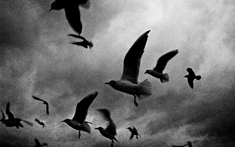 Mateusz Sarello "Swell"