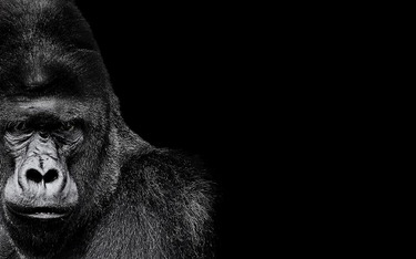 Naukowcy: Goryle są mądrzejsze niż przodkowie człowieka