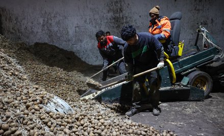 Zagraniczmi pracownicy ładują ziemniaki do sadzenia na farmie pod Kołomną w obwodzie moskiewskim, Ro