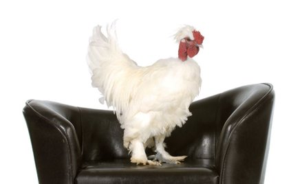 Sąd: Kura, która ogląda telewizję nie jest domowa