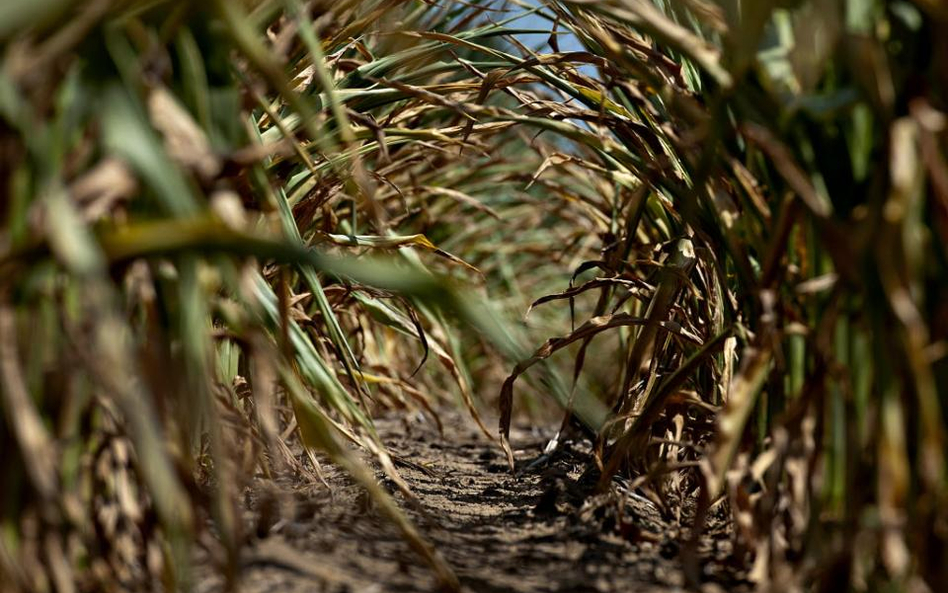 Europarlament daje większą swobodę w sprawie upraw GMO