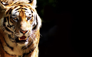 Indie: Zabito dwie tygrysice. "Morderstwo z zimną krwią"