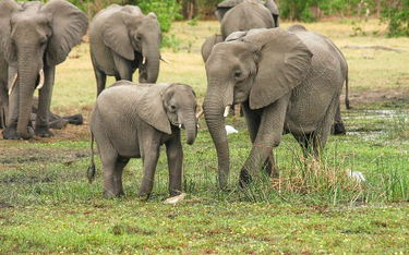 Tajemnicza śmierć słoni w Zimbabwe. Władze mówią o nieznanej bakterii