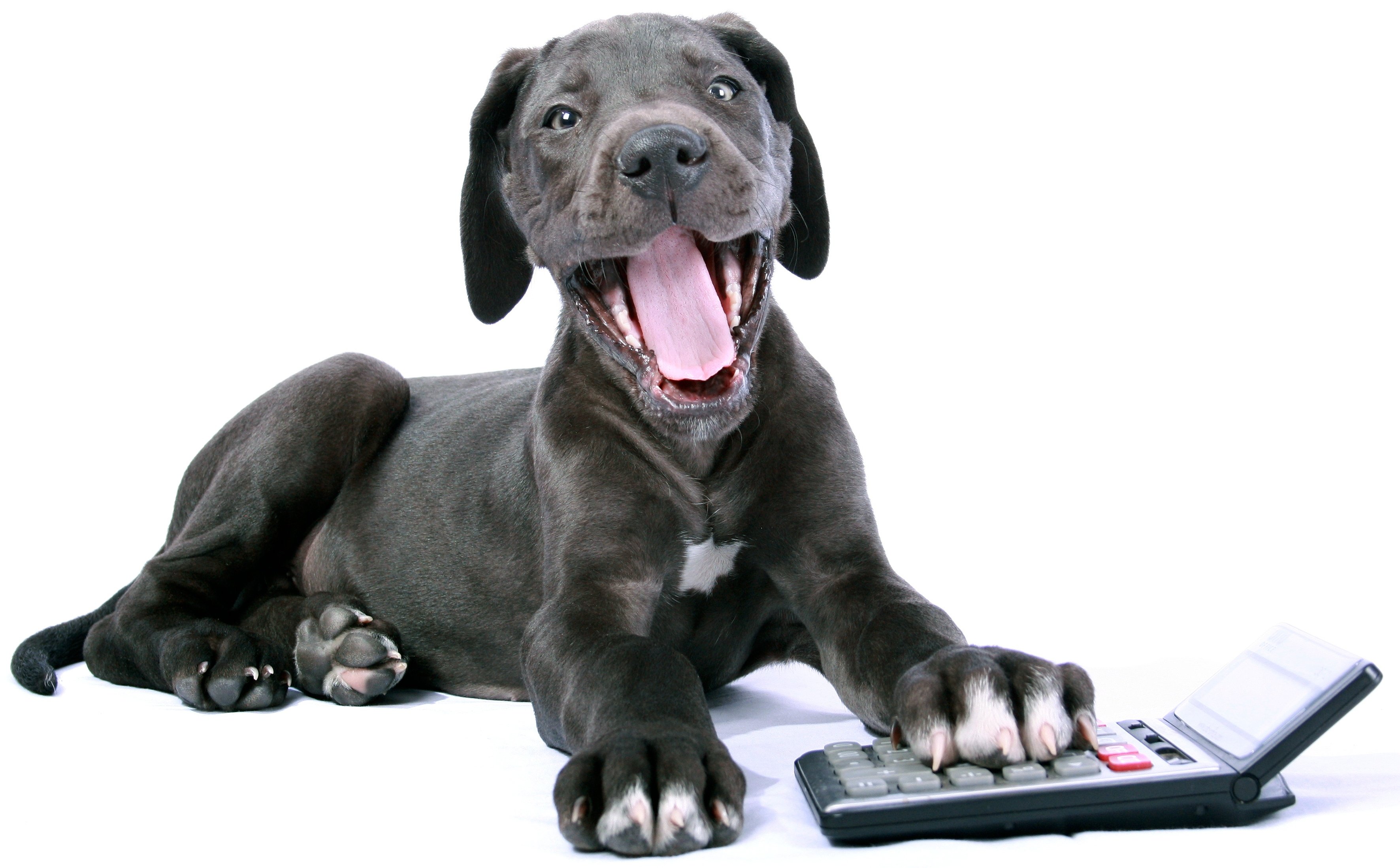 Niezbędnik przedsiębiorcy: pies, kurtka, buty, kask w kosztach firmy? * papier i KSeF * zmiana formy opodatkowania a składka zdrowotna * ubezpieczenie w KRUS a mały ZUS+