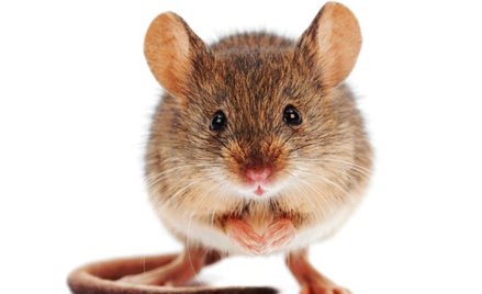 Mysz bliska człowiekowi od 15 tys. lat