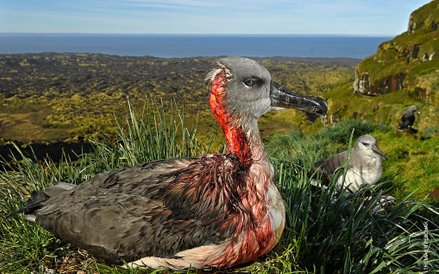 Thomas P. Peschak, "Attack of the Zombie Mouse"