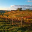 Winnice mają klaster. „Nie musimy jeździć do Toskanii. Bądźmy enoturystami w Polsce”