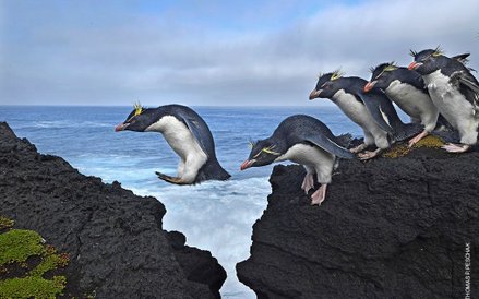 Thomas P. Peschak, "Galapagos: Rocking the Cradle"