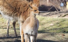 Opiekunowie zwierząt przygotowali cztery propozycje imion dla młodego samca, a ostateczny wybór pozo