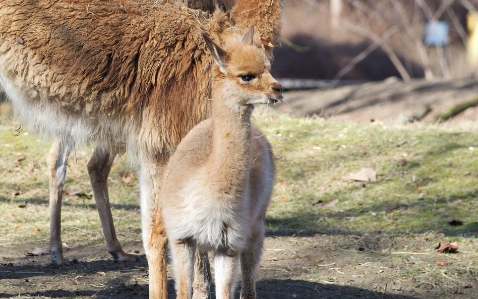 Opiekunowie zwierząt przygotowali cztery propozycje imion dla młodego samca, a ostateczny wybór pozo