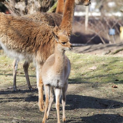 Opiekunowie zwierząt przygotowali cztery propozycje imion dla młodego samca, a ostateczny wybór pozo