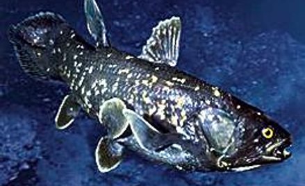 Latimeria – ryba żyjąca w oceanie od 400 mln lat