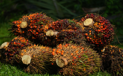 Tani olej palmowy prowadzi do agresywnej deforestacji lasów równikowych