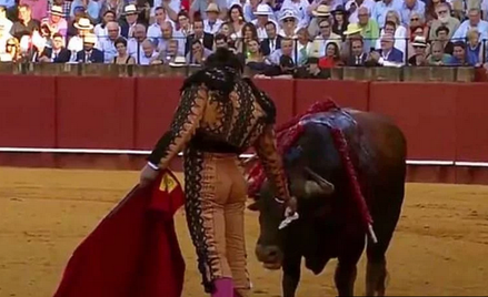 Matador otarł łzy bykowi. Internauci: Sadysta