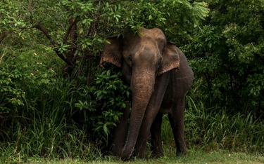 Indie: Areszt dla oskarżonego o zabicie ciężarnej słonicy