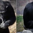 Korea Północna: Szympans palący papierosy atrakcją Zoo w Pjongjangu