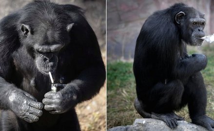 Korea Północna: Szympans palący papierosy atrakcją Zoo w Pjongjangu