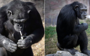 Korea Północna: Szympans palący papierosy atrakcją Zoo w Pjongjangu